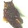 owlcroft